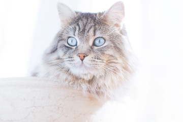 Lazy lovely fluffy cat lying near the window in his basket. Gray tabby cute kitten with beautiful blue eyes relaxing on window sill. Pets, pet care, good morning concept. Friend of human. Sunny day.