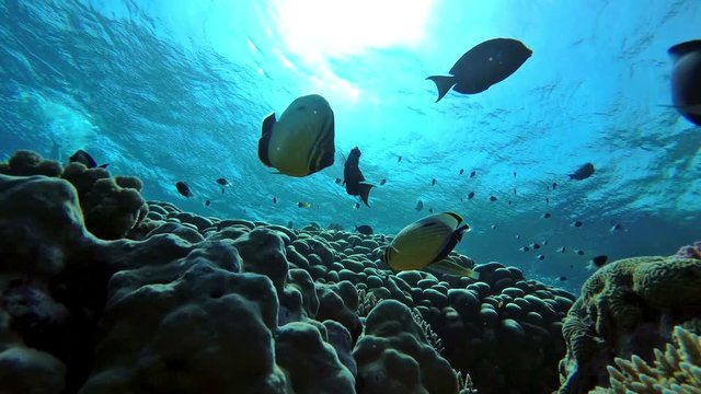 Tranquilizing backlit colorful coral reef teeming fish