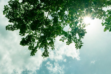 Sky And branch beauty At Nature creates