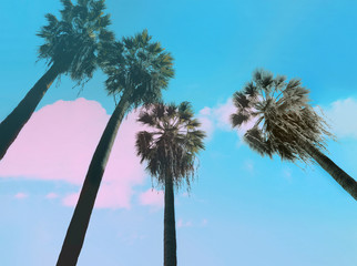 California palms on the blue sky.  Beautiful summer vibes in Los Angeles.