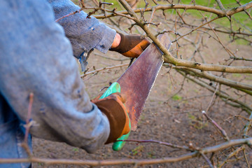 Garden care. Work in the garden with trees. Retracting dry branches on trees in the garden.