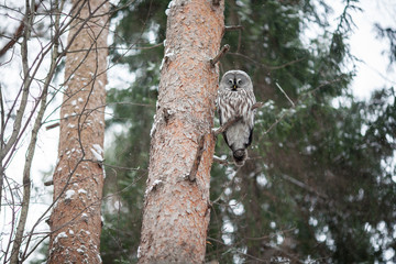 Big tawny owl sits on a pine branch in a winter coniferous forest