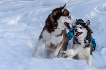 Naklejka premium Dogs playing in the snow. Siberian husky dogs have fun fighting and biting