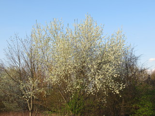 Ein blühender Busch