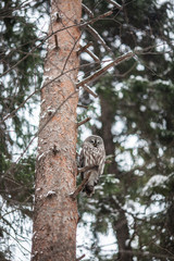 Big tawny owl sits on a pine branch in a winter coniferous forest
