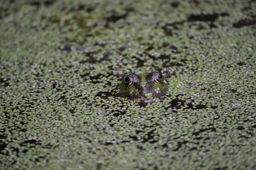 frog in duckweed