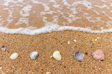 Fototapeta na wymiar Beautiful shell and sea wave On the beach