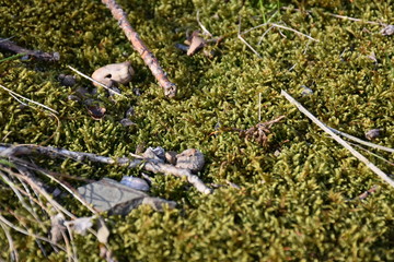 Moos und Ästchen