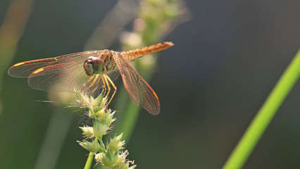 dragonfly on blade of grass.