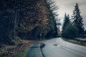 Road surrounded by trees on a dark, rainy and wet day.