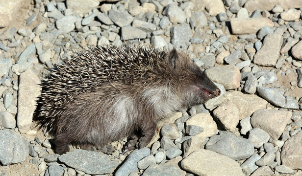 Toter Igel auf der Stra&szlig;e