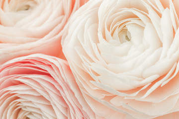 Pink colored feminine peony, rose or buttercup flowers with delicate layered petals close up. Natural textured background