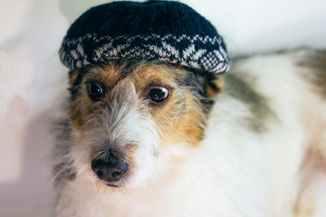 homeless dog in a hat