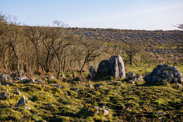 Forests Edge on the Rocky Burren National Park in Ireland 