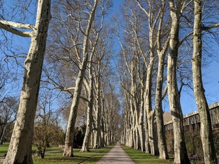 Allee mit großen Platanen im Frühling in Stuttgart
