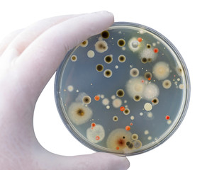 Colonies of different bacteria and mold fungi grown on Petri dish with nutrient agar, close-up view. Hand in white glove holding plate with nutrient medium isolated on white background © Dr_Microbe