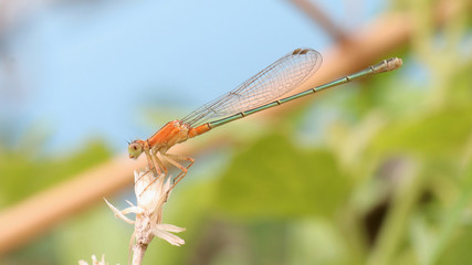 damselfly on blade of grass.