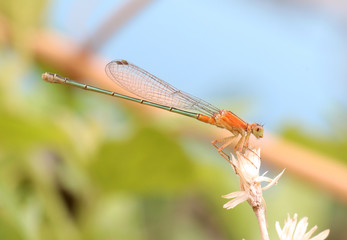 dragonfly on blade of grass.