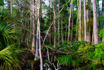 Fototapeta premium Florida Wild #1