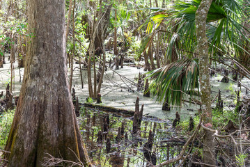 Florida Landscape