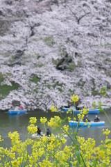 Obraz na płótnie Canvas 桜，菜の花，お濠のボート