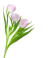 Bouquet of tender pink tulips