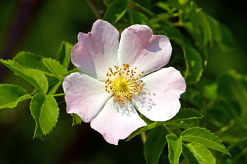 Wild rose
