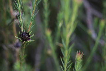 Dried Flower