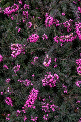 Background: purple flowers on green background