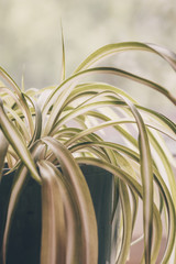 Chlorophytum, indoor potted plant, close-up vintage pastel toning - image