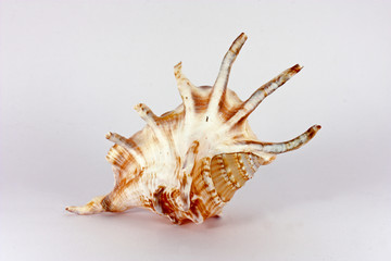 Seashell