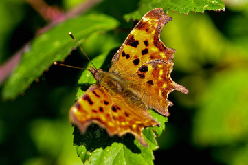 Speckled Wood Butterfly