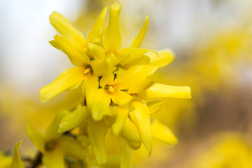 Forsythia flowers in front of with green grass and blue sky. Golden Bell, Border Forsythia (Forsythia x intermedia, europaea) blooming in spring garden bush. 