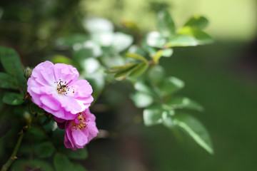 Pink Flower