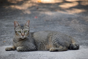 Chat Thaïlandais