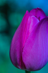 Purple flower tulip close-up on a green background - image