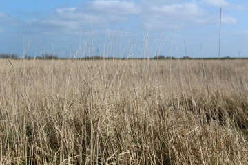 Hilgenriedersiel, Wadden Sea Germany:View over the summer polder (former salt marshes) in the dike foreland