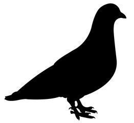 pigeon silhouette vector