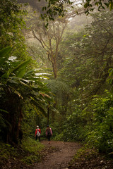Monteverde Cloud Forest Reserve in Costa Rica 