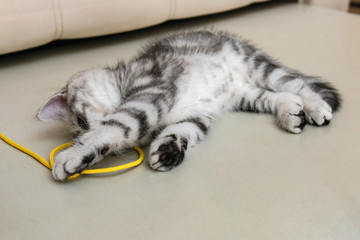 kitten scottish breed playing on the couch
