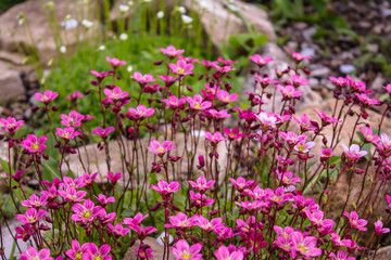 pink flowers in the garden