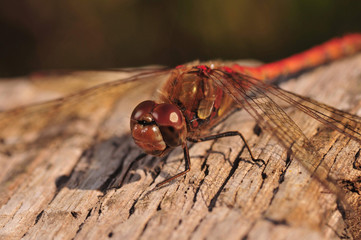 Red Hairy Dragonfly