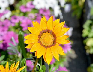 yellow flower in the garden