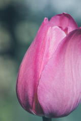 Pink flower tulip close-up on a green background - image
