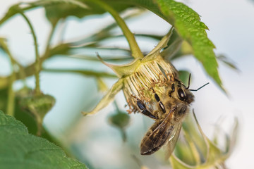 Bee on a shrub flower. Close-up.Collecting honey by bee on raspberry flower.Concept of allergy to honey, pollen, insect bites.