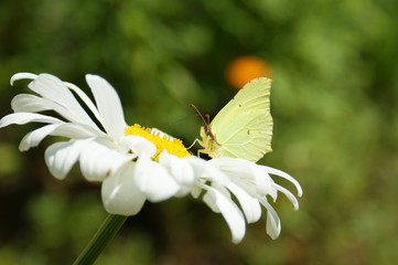 Lemon Butterfly on White Daisy