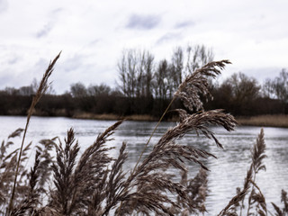 Lake in cold autumn day