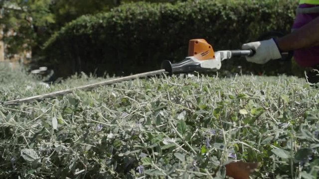 Hedge trimmer cutting and shaping top of bush in park, Slow Motion Close Up