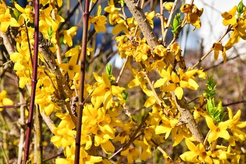 yellow spring leaves