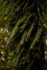Image of beautiful parasitic plants and flowers on tree in the Monteverde Cloud forest